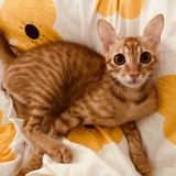 生活