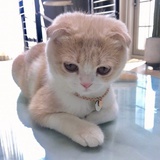 花想容