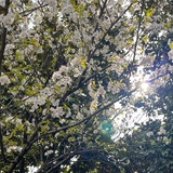 霁月清风