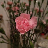 露深花浓