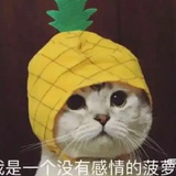 偷吃布丁的猫