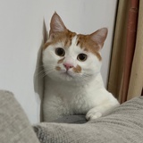 心想是陈