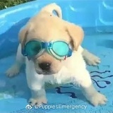 流星落黑光
