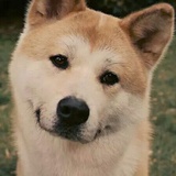 小朱呢