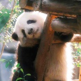 我想养熊猫🐼