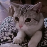 zoey