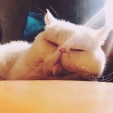 集市里的养猫者