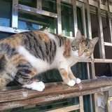 书悦