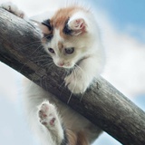 猫猫爱喵喵~