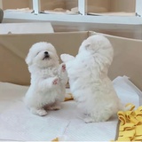 我有猫你没有