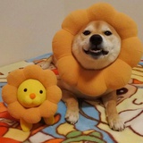 Tina_Ryu