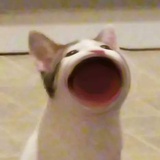 窥屏爱好者