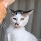 LTLTLTTTL
