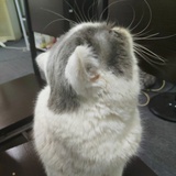猪猫