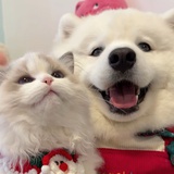 猫豆
