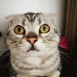 大蚂蚱