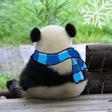 地才大熊猫🐼