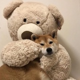 稻马