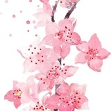 路遥