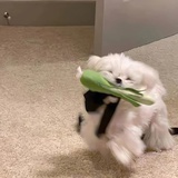 民咕咕的魚