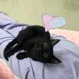 一颗黑糯米吖
