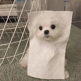 月桂有三千