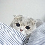 老猫