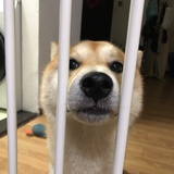 微甜草莓