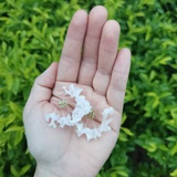 梦女孩