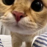 黑猫警长