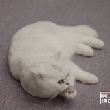 小钢牙