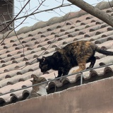 Gabrilla