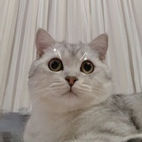 一起来抓猪.