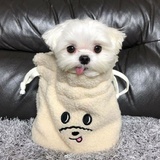 你驴爹来也