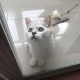 白猫浮绿水