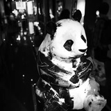 猫头鹰