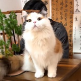 冷清秋