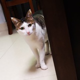 哞哞😼