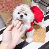 小马爱宠屋