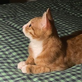 没烦恼和不高兴