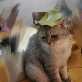 调皮壳