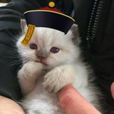 流浪猪头