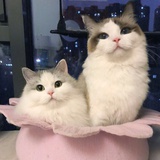 小猴子