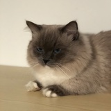 板栗的铲屎官