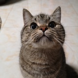 Mia与喵喵