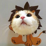 四叶草