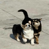炒鸡蛋