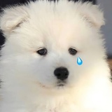 乌卒卒