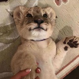 我打猎回来了