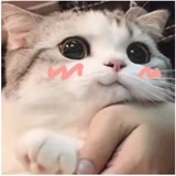 阿言的猫